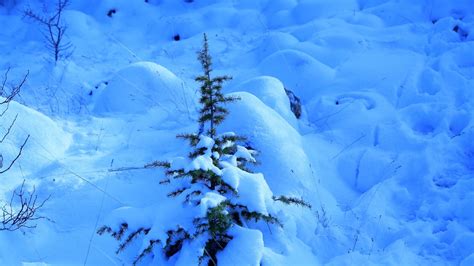 Wallpaper snow, spruce, prickles, drifts, winter hd, picture, image