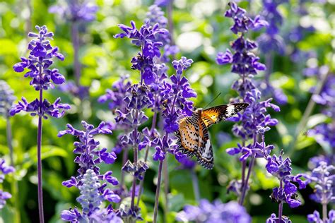 Best Plants To Attract Hummingbirds And Butterflies | Detroit Chinatown