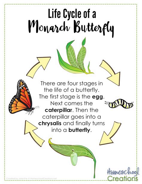 Free Printable Life Cycle Of A Butterfly - Templates Printable
