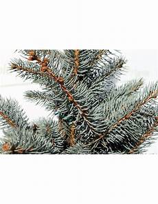 abete in vaso abete quot albert quot picea vendita piante on line abete in vaso abete quot albert quot picea vendita piante on line