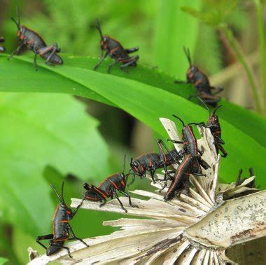 Land of the lubbers: Coastal Alabama's toxic, grasshopper-like lubbers ...