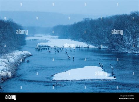 Slack japonensis hi-res stock photography and images - Alamy