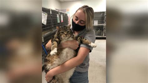 29 Pound Cat Named Lasagna Looking For Forever Home After  