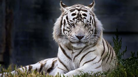 Download White Bengal Tiger Lying Picture | Wallpapers.com