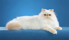 himalayan cats himalayan cat breed information himalayan cats himalayan cat breed information
