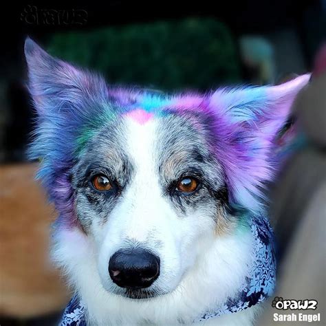 Opawz Semi Permanent Pet Hair Dye 150 gm