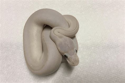Image result for Leucistic Albino Ball Python