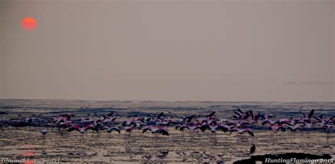 Migratory Flamingos at Sewri Mudflats, Mumbai