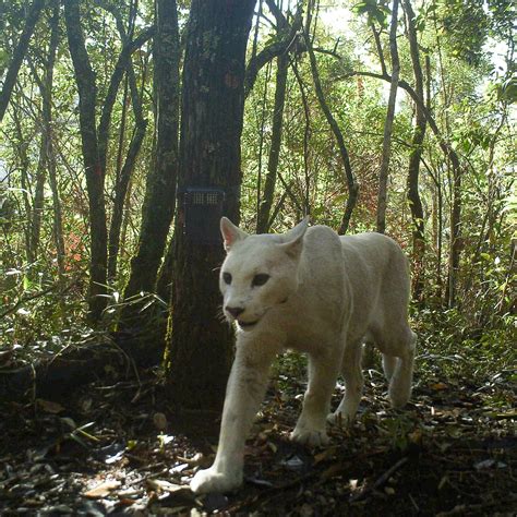 Albino Panther