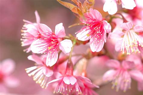 Discovering the Personality of Aisha Bint Abu Bakr | About Islam