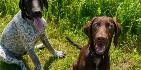 Quan pot començar un gos a practicar mushing? | Guia Gravity Scooters ...