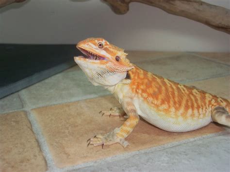 Bearded Dragon Morphs