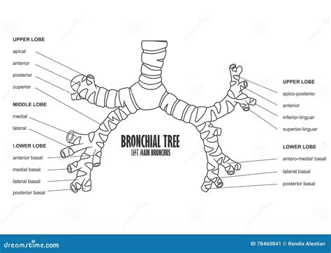 Bronchial Tree Left Main Bronchus Human Anatomy Stock Vector - Illustration of bronchus, chest ...