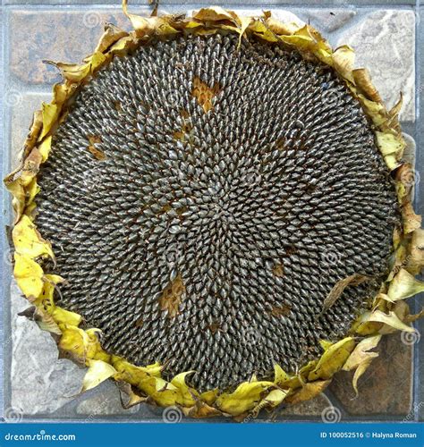 Sunflower Seeds on Flower Ready for Harvesting Stock Photo - Image of ...