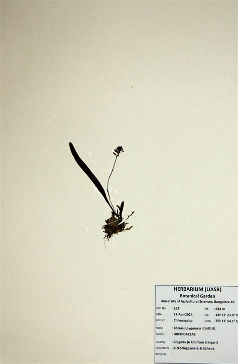 Herbarium JCB