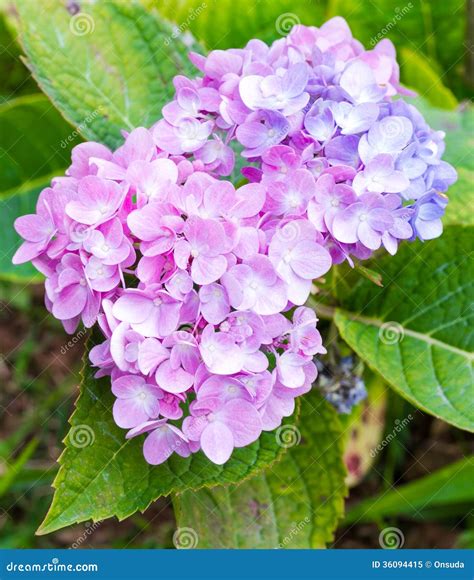 Pink hydrangea stock image. Image of fresh, bloom, hydrangea - 36094415