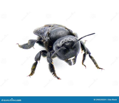 Carpenter Mimic Leafcutter Bee - Megachile Xylocopoides - Named for Its Superficial Similarity ...