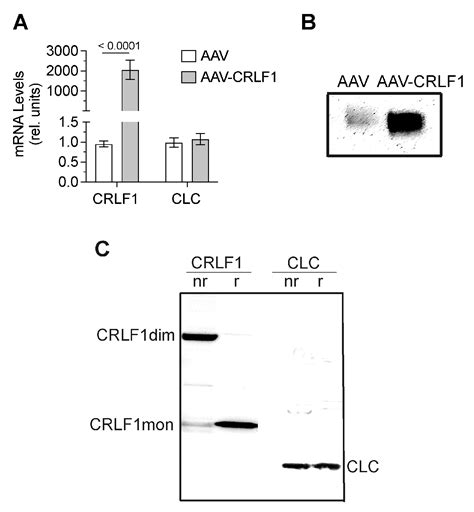Cytokine Receptor-like Factor 1 (CRLF1) and Its Role in Osteochondral ...