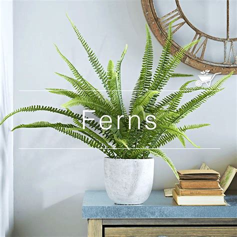Buy Plants Online