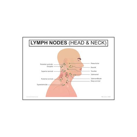 Anne Print Solutions® Lymph nodes head neck Posters For Hospital ...