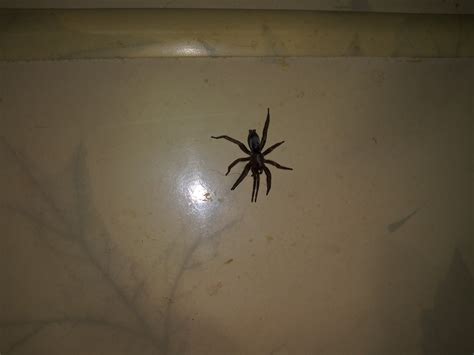 Scotophaeus blackwalli (Mouse Spider) in Raymond, Washington United States