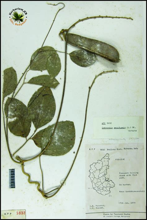 Herbarium JCB