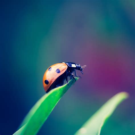 Image Compression Code According to Huffman in MATLAB 的图像结果