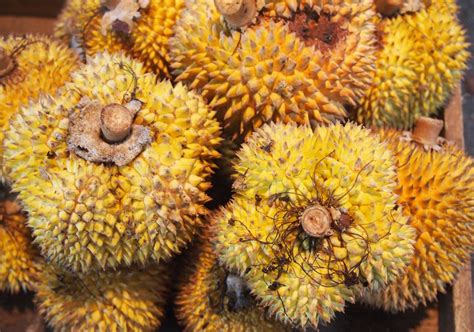 Durian Pulu Fruit Plant (Durio kutejensis ) – veliyathgardens