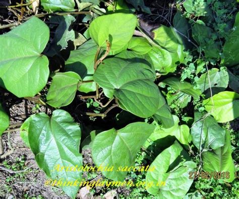 Medicinal Plant Details