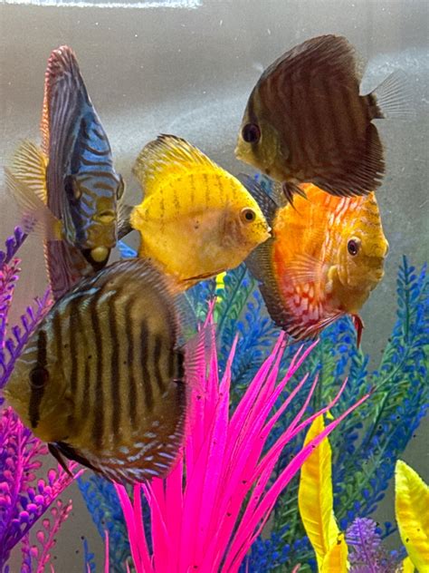 Image result for Turquoise Discus Fish