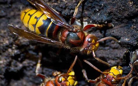 公牛蚁与大黄蜂的战争，刚开始时占据上风，最后付出生命的代价_腾讯视频