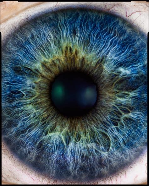Irises Eyes Color at Robert Printz blog