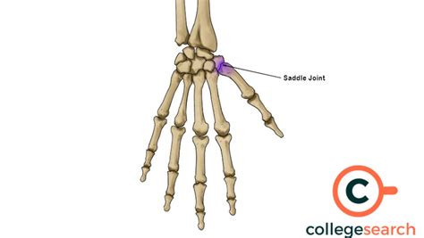Saddle Joint: Definitions, Examples, Origin, Features, Movement ...
