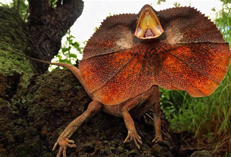 Frilled Neck Lizard: Facts, Habitat, and Their Temperament