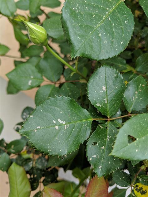 Rose Bushes With Holes In Leaves - Garden Plant