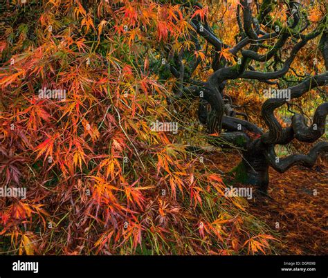 Kubota Garden, Seattle, WA: Twisted trunk and branches of a lace-leafed ...