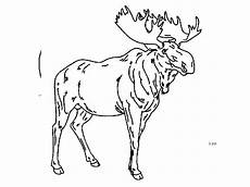 malvorlagen kostenlos waldtiere ausmalbilder kostenlos waldtiere ausmalbilder malvorlagen kostenlos waldtiere ausmalbilder kostenlos waldtiere ausmalbilder