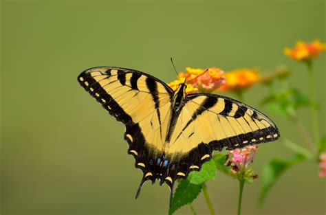 3840x2160 wallpaper | eastern tiger swallowtail butterfly | Peakpx