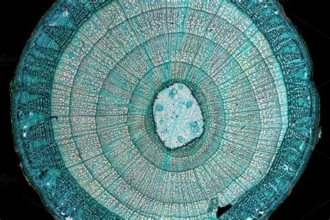 Light Microscope Micrograph 的图像结果