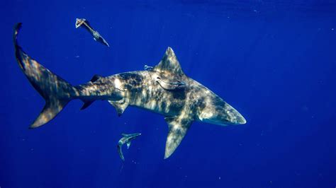 Nurse Shark Bite
