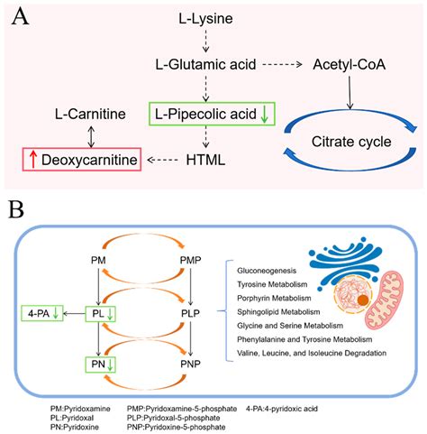 Combination Therapy with Azithromycin and Clostridium butyricum Retains ...