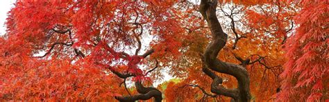 Download wallpaper Tree, Autumn, Fall, Tree, Autumn, Colors, section ...