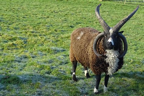 4 Horned Sheep Breeds
