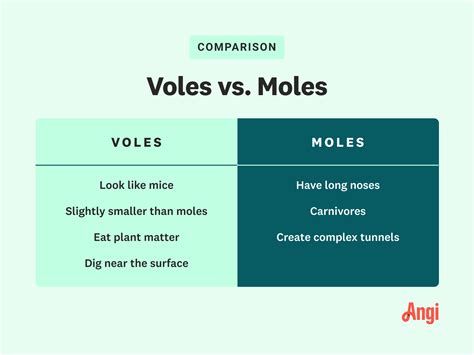 Mole vs. Vole: How To Tell Which One Is Digging