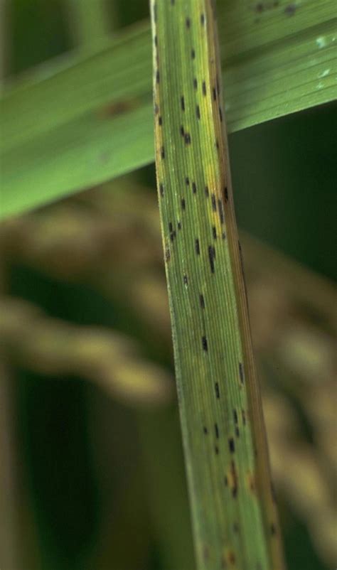 Rice Plant Disease: Automatic identification – STEAMindiaReports