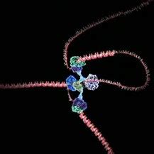 Image result for DNA Replication Advanced