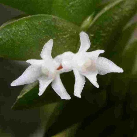 Macrosaccus griffithii sp. – EXOTICA ORCHIDS