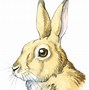 Image result for Wild Baby Rabbits Facts