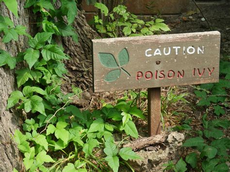 Poison oak rash vs poison ivy - lsaben