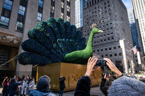 How Do You Say Peacock In Spanish : If you want to know how to say ...